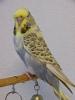 Klik p� billedet for at se det